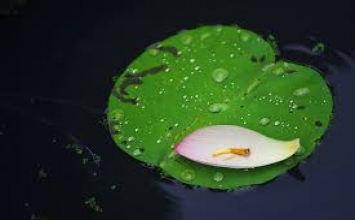 Sự sống đẹp lạ thường